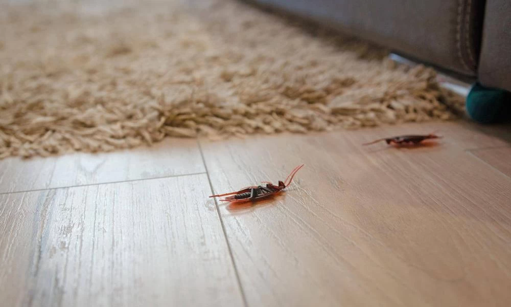 Ερευνα του ΑΠΘ για τις κατσαρίδες: Υπεύθυνες για εμφάνιση άσθματος